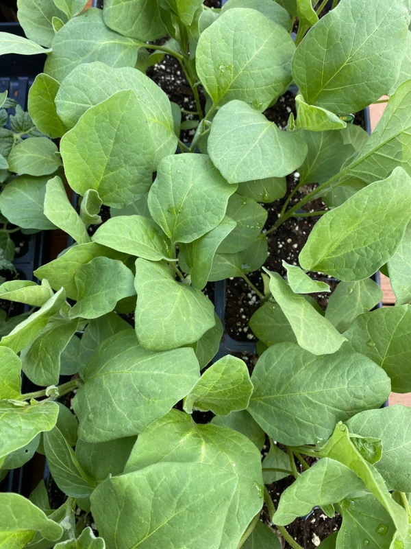 Black Beauty Eggplant Live Plants, 2-Pack, 4-7 inch Seedlings, Outdoor Vegetable - Image 2