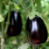 Black Beauty Eggplant Live Plants, 2-Pack, 4-7 inch Seedlings, Outdoor Vegetable - Image 1
