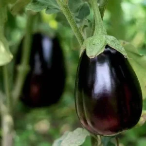 Black Beauty Eggplant Live Plants, 2-Pack, 4-7 inch Seedlings, Outdoor Vegetable - Image 1