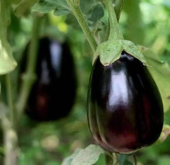 Black Beauty Eggplant Live Plants, 2-Pack, 4-7 inch Seedlings, Outdoor Vegetable - Image 1