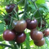 Black Cherry Tomato Live Plants - 2 Seedlings, 8-12 inch, Indeterminate Outdoor - Image 1