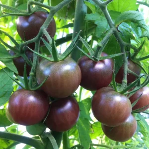 Black Cherry Tomato Live Plants - 2 Seedlings, 8-12 inch, Indeterminate Outdoor - Image 1