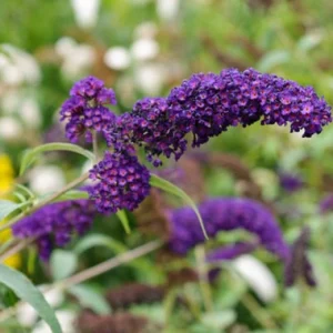 Black Knight Butterfly Bush Live Plant – 5