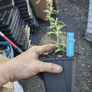 Black Knight Butterfly Bush Live Plant – 5