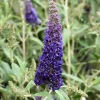 Black Knight Butterfly Bush Live Plant – 5" Pot – Fragrant Outdoor Shrub - Image 1