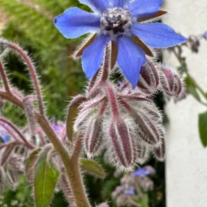 Blue Borage Live Plant – 4 inch Pot – Edible Herb – Outdoor Garden - Image 2
