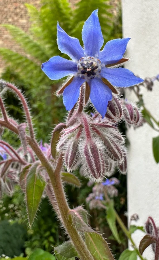 Blue Borage Live Plant – 4 inch Pot – Edible Herb – Outdoor Garden - Image 2