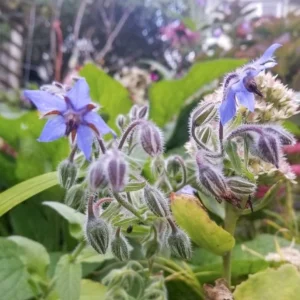 Blue Borage Live Plant – 4 inch Pot – Edible Herb – Outdoor Garden - Image 3
