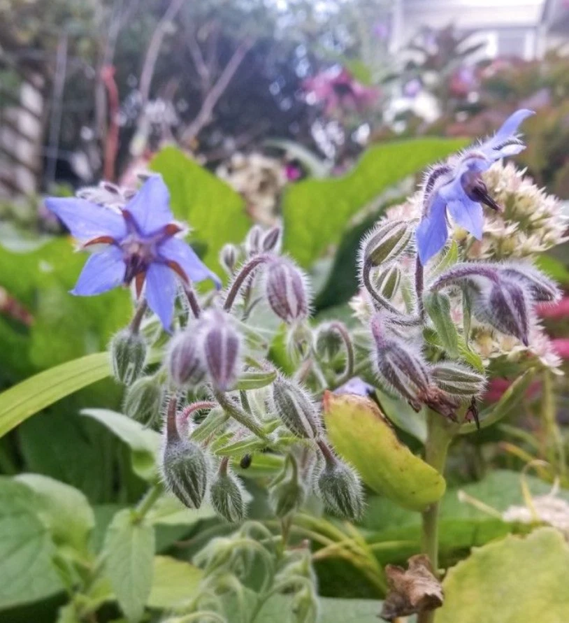 Blue Borage Live Plant – 4 inch Pot – Edible Herb – Outdoor Garden - Image 3