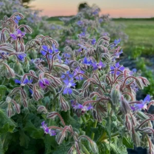 Blue Borage Live Plant – 4 inch Pot – Edible Herb – Outdoor Garden - Image 1