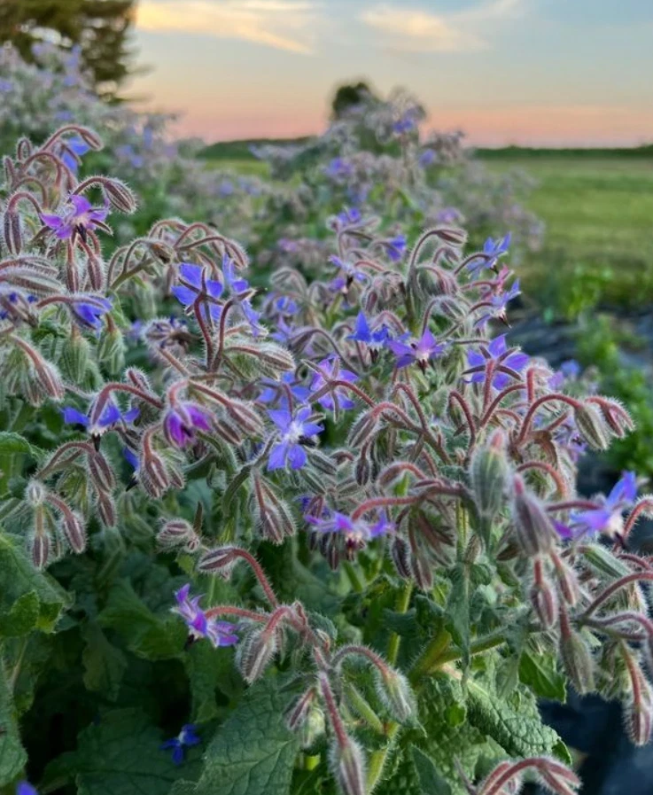 Blue Borage Live Plant – 4 inch Pot – Edible Herb – Outdoor Garden - Image 1