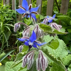 Blue Borage Live Plant – Edible Herb & Flower – 3 inch Pot – Outdoor Annual - Image 2