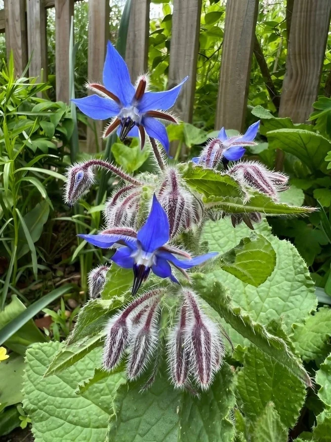 Blue Borage Live Plant – Edible Herb & Flower – 3 inch Pot – Outdoor Annual - Image 2