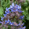 Blue Borage Live Plant – Edible Herb & Flower – 3 inch Pot – Outdoor Annual - Image 1