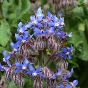 Blue Borage Live Plant – Edible Herb & Flower – 3 inch Pot – Outdoor Annual - Image 1