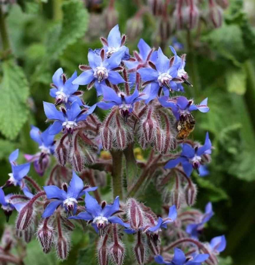 Blue Borage Live Plant – Edible Herb & Flower – 3 inch Pot – Outdoor Annual - Image 1