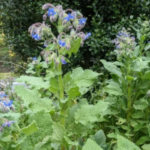Blue Borage Live Plant - Large Pot - Edible Herb & Ornamental Flower - Image 2