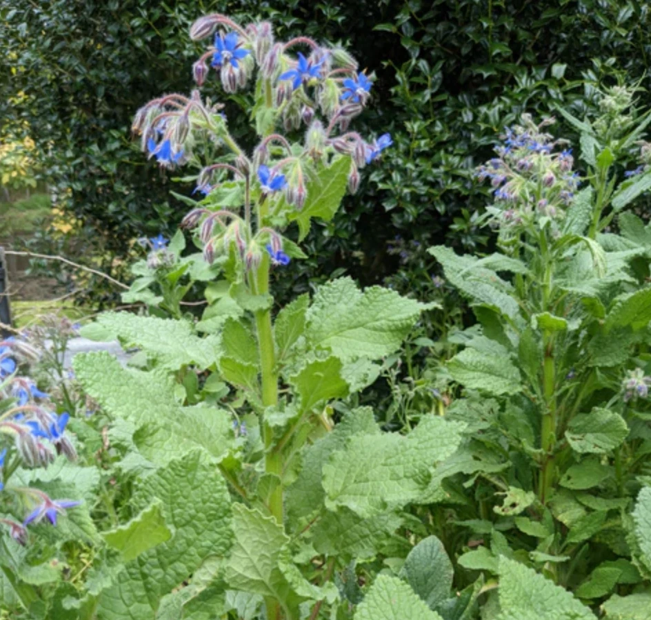 Blue Borage Live Plant - Large Pot - Edible Herb & Ornamental Flower - Image 2