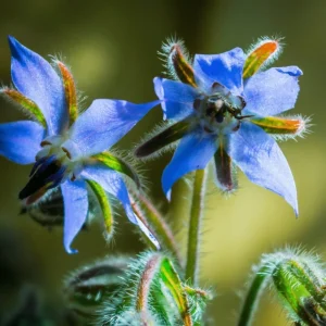 Blue Borage Live Plant - Large Pot - Edible Herb & Ornamental Flower - Image 1