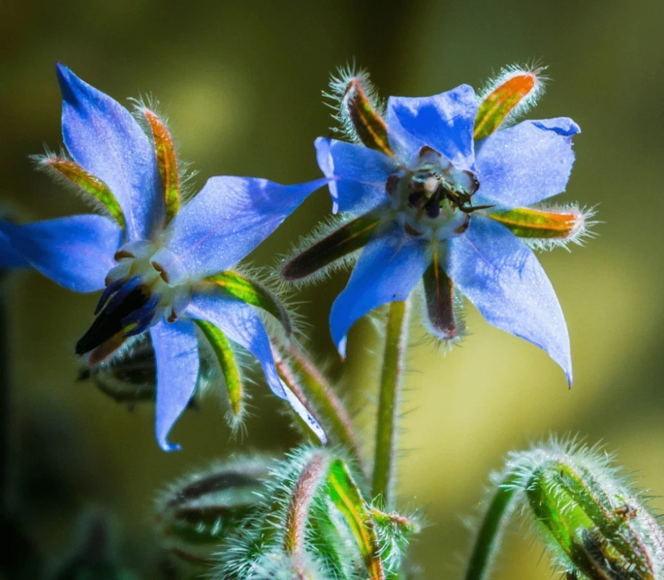 Blue Borage Live Plant - Large Pot - Edible Herb & Ornamental Flower - Image 1