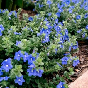 Blue Daze Dwarf Morning Glory Live Plant – 4in Pot – Outdoor Flower - Image 2