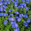 Blue Daze Dwarf Morning Glory Live Plant – 4in Pot – Outdoor Flower - Image 1