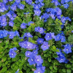 Blue Daze Dwarf Morning Glory Live Plant – 4in Pot – Outdoor Flower - Image 1