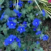 Blue Daze Live Plants Set of 2 – 4 inch Pot – Outdoor Groundcover - Image 1