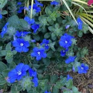 Blue Daze Live Plants Set of 2 – 4 inch Pot – Outdoor Groundcover - Image 1