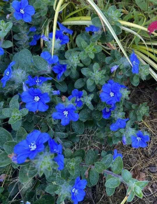 Blue Daze Live Plants Set of 2 – 4 inch Pot – Outdoor Groundcover - Image 1