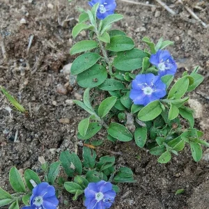 Blue Daze Live Plants Set of 2 – 4 inch Pot – Outdoor Groundcover - Image 2