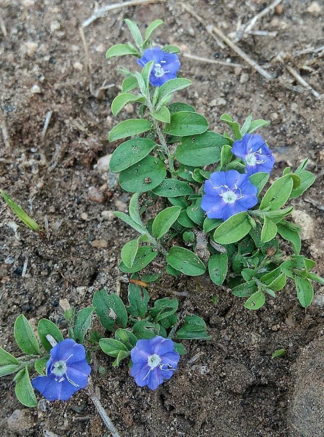 Blue Daze Live Plants Set of 2 – 4 inch Pot – Outdoor Groundcover - Image 2