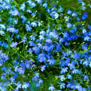 Blue Lobelia Live Plant – 3in Pot – Vibrant Blue Flowers – Outdoor Perennial - Image 2
