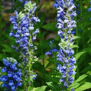 Blue Lobelia Live Plant – 3in Pot – Vibrant Blue Flowers – Outdoor Perennial - Image 1