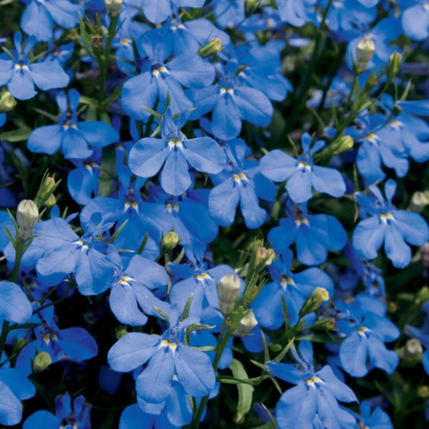 Blue Lobelia Live Plant – 4 inch Pot – Vibrant Blue Blooms – Outdoor - Image 2