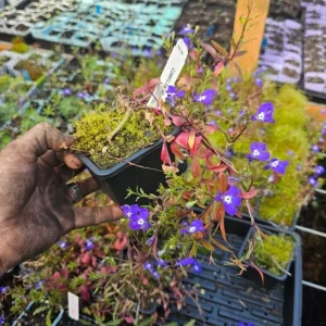 Blue Lobelia Live Plant – 4 inch Pot – Vibrant Blue Blooms – Outdoor - Image 3