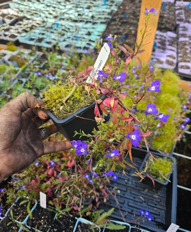 Blue Lobelia Live Plant – 4 inch Pot – Vibrant Blue Blooms – Outdoor - Image 3
