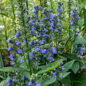 Blue Lobelia Live Plant – 4 inch Pot – Vibrant Blue Blooms – Outdoor - Image 1