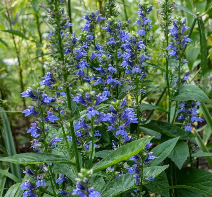 Blue Lobelia Live Plant – 4 inch Pot – Vibrant Blue Blooms – Outdoor - Image 1