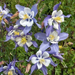 Blue Rocky Mountain Columbine Live Plant - Aquilegia caerulea - 4in Pot - Outdoor Perennial - Image 2