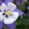 Blue Rocky Mountain Columbine Live Plant - Aquilegia caerulea - 4in Pot - Outdoor Perennial - Image 1