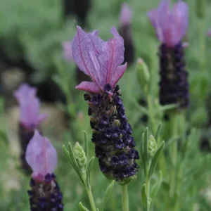 Blueberry Ruffles Spanish Lavender Live Plant 4-7 in Seedling Outdoor Herb - Image 1