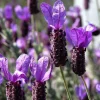 Bunny Ears Lavender Live Plant - Spanish Herb, 4-7 inch Seedling, Outdoor - Image 1