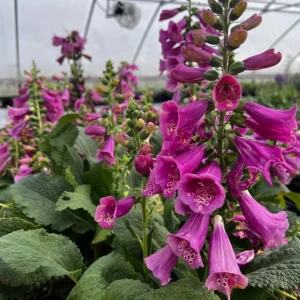 Camelot Foxglove Live Plant – 3in Pot – Digitalis purpurea – Outdoor Flower - Image 2