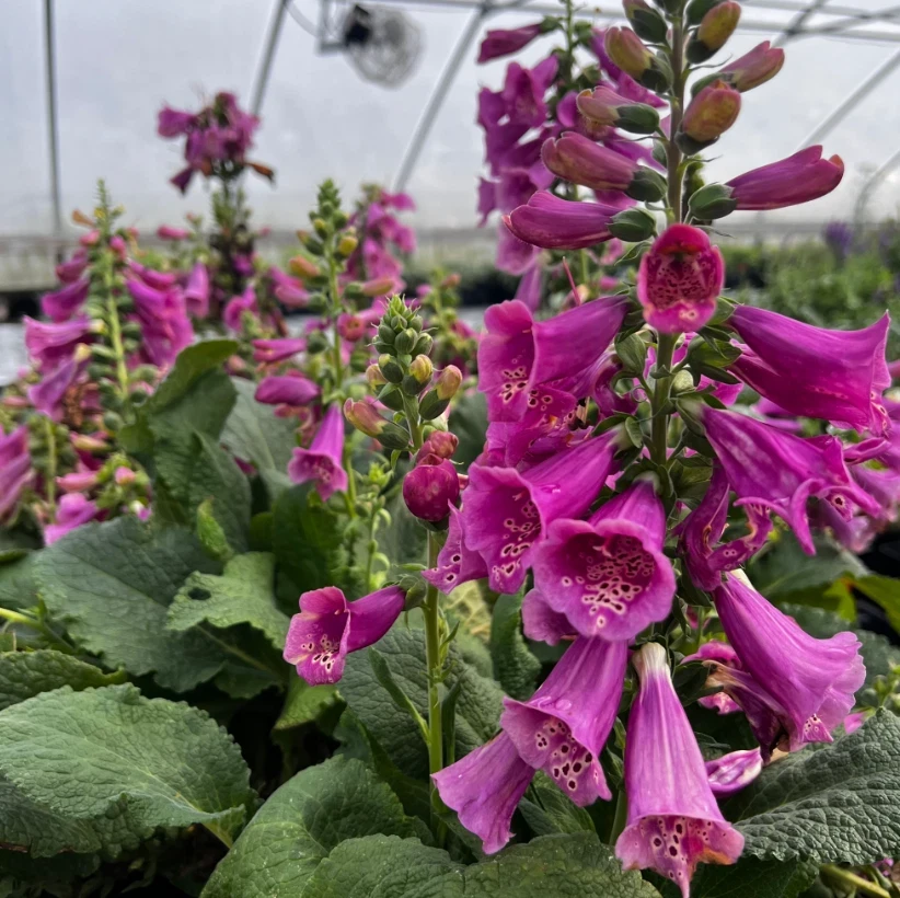 Camelot Foxglove Live Plant – 3in Pot – Digitalis purpurea – Outdoor Flower - Image 2