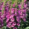 Camelot Foxglove Live Plant – 3in Pot – Digitalis purpurea – Outdoor Flower - Image 1
