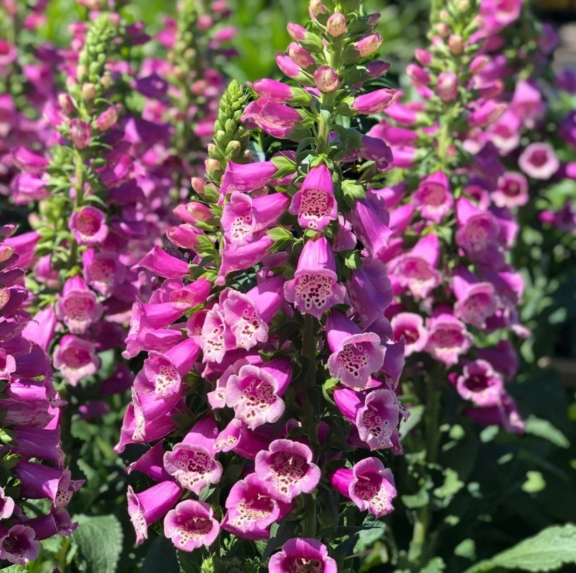 Camelot Foxglove Live Plant – 3in Pot – Digitalis purpurea – Outdoor Flower - Image 1