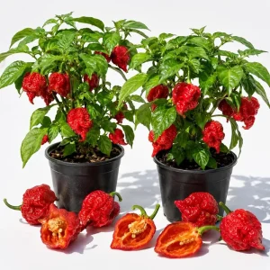 Carolina Reaper Live Plants (Set of 2) - 4-6 Inch Tall Red Hot Chili Pepper Plants for Outdoor Garden - Image 1