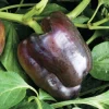 Chocolate Beauty Bell Pepper Live Plants - 3 Pack, 4-9" Tall, Outdoor Vegetable - Image 1