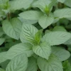 Chocolate Mint Live Herb Plant - 4 inch Pot - Aromatic Culinary - Image 1